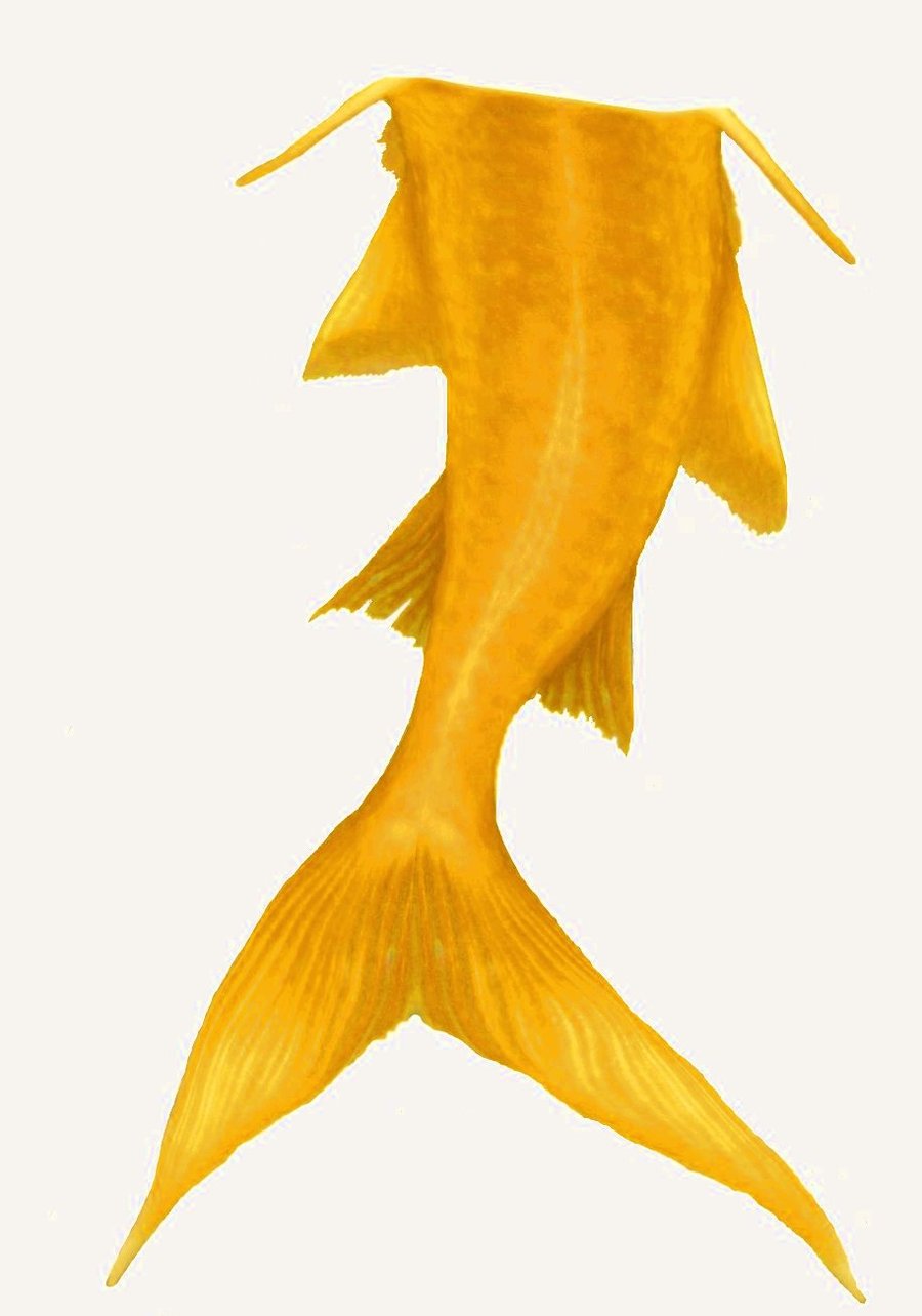 Pix For > Sketch Of A Mermaid Tail