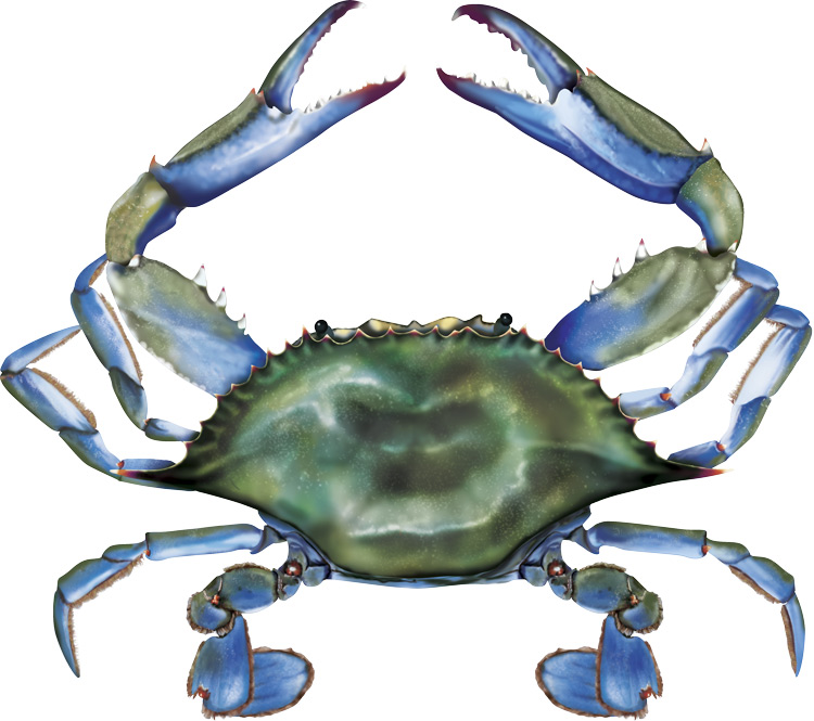 Blue Crab Images Graphics : Crabs Clipartmag Nicepng Webstockreview ...