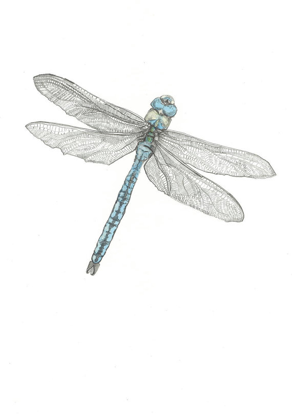 A5 Print The Emperor Dragonfly Pencil Drawing by HannahLongmuir