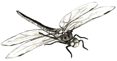 Dragonfly Drawings - Cliparts.co