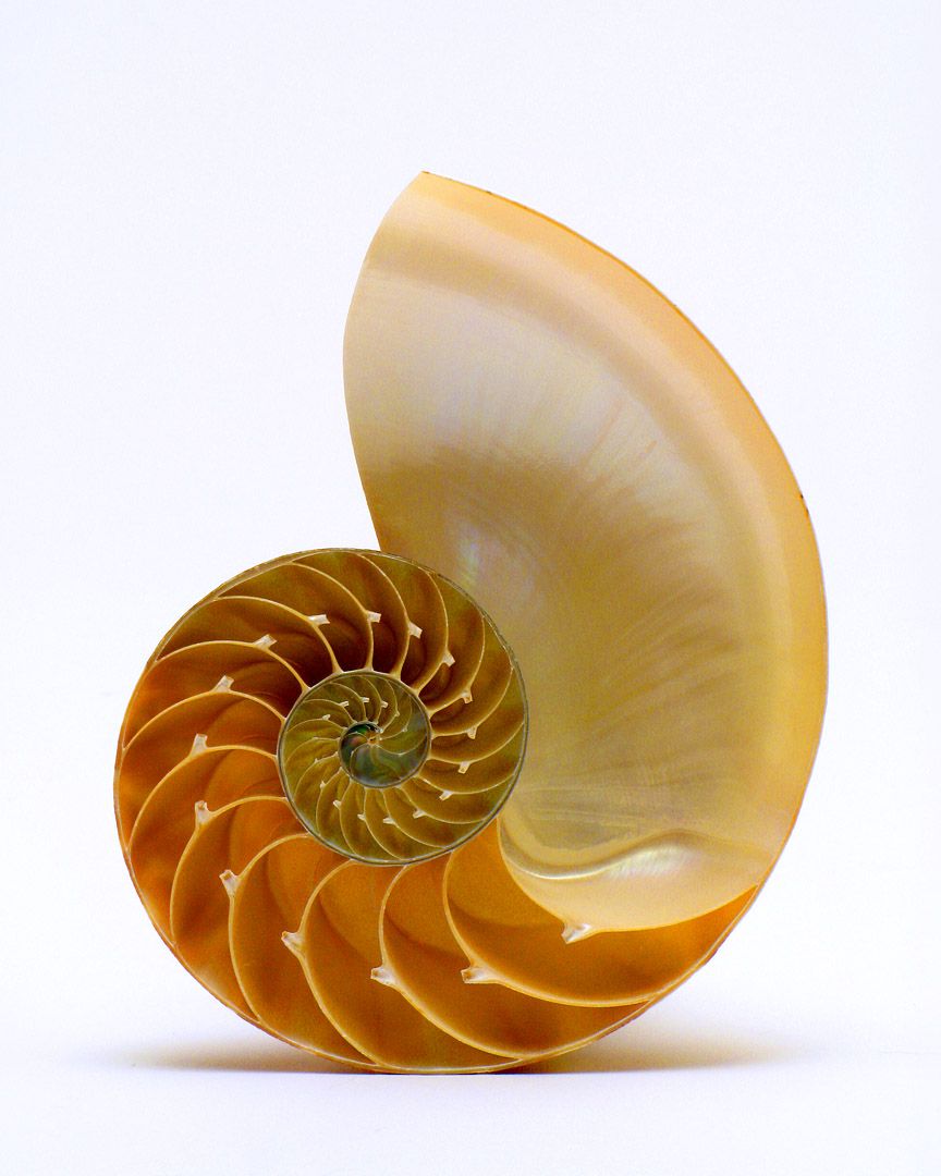 nautilus-shell-01z | Marvelous Things