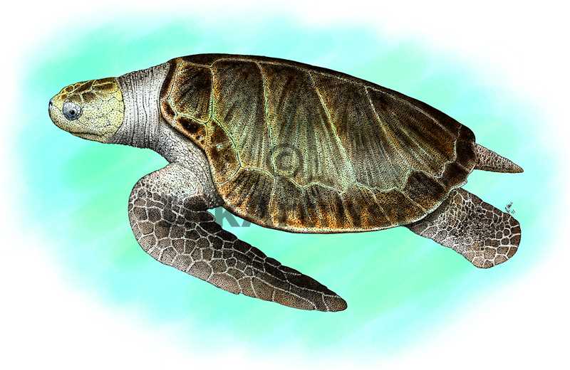 Olive Ridley Sea Turtle (Lepidochelys olivacea) Line Art and Full ...