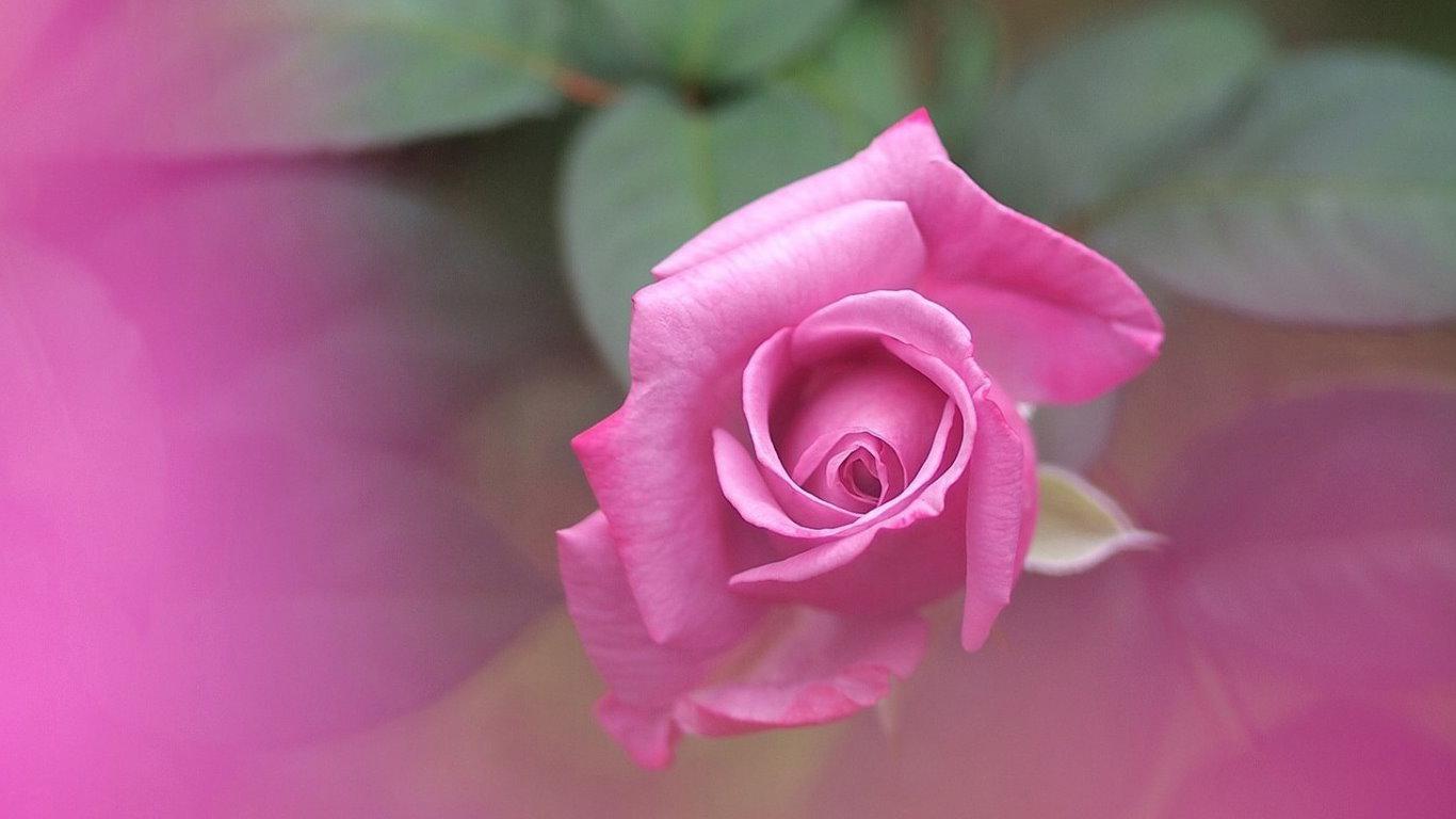 Single pink rose - (#122925) - High Quality and Resolution ...