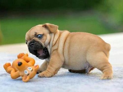 A few simple reasons why puppies are the world's best friends