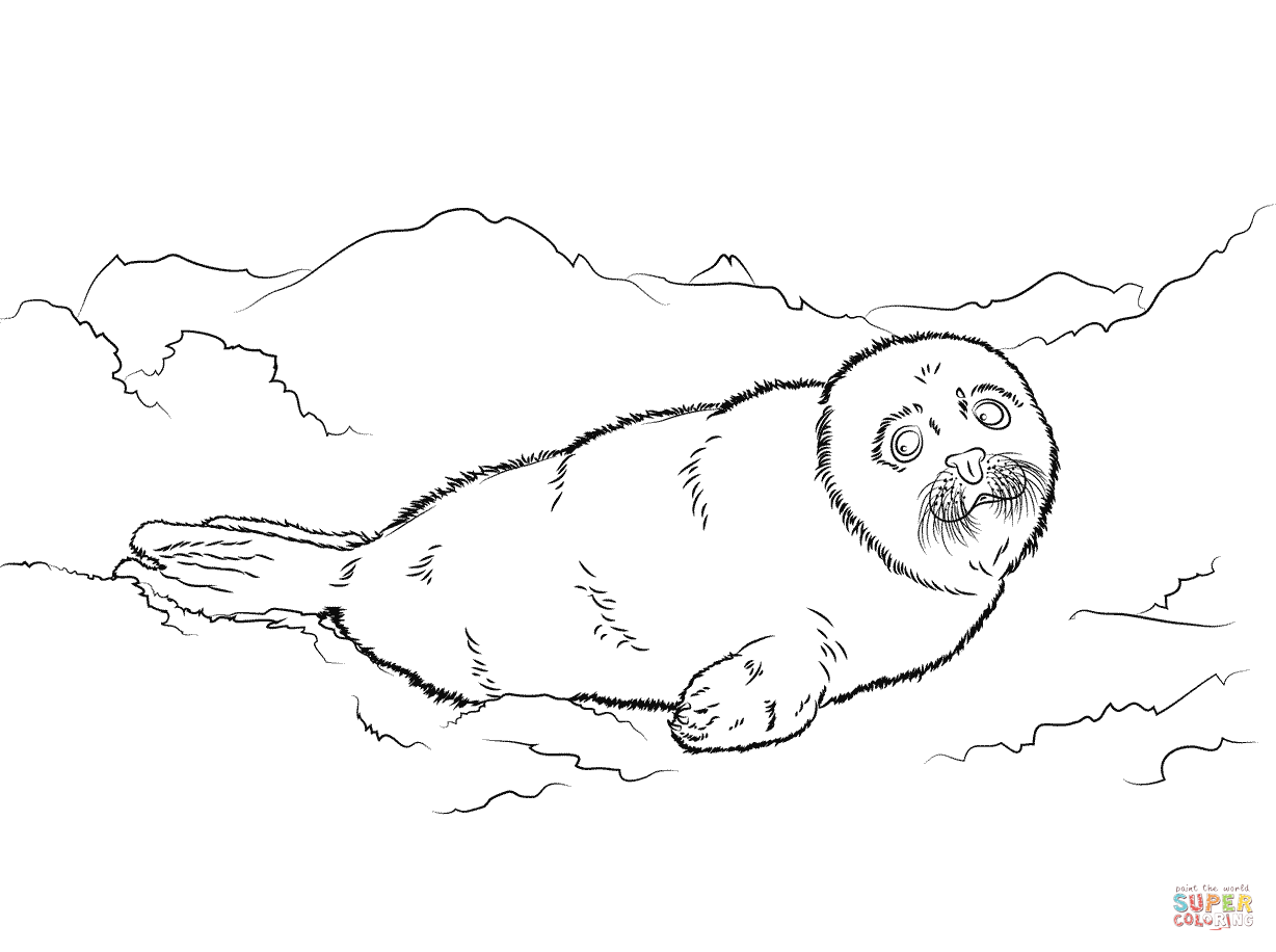 Cute Harp Seal Baby Coloring page | Free Printable Coloring Pages