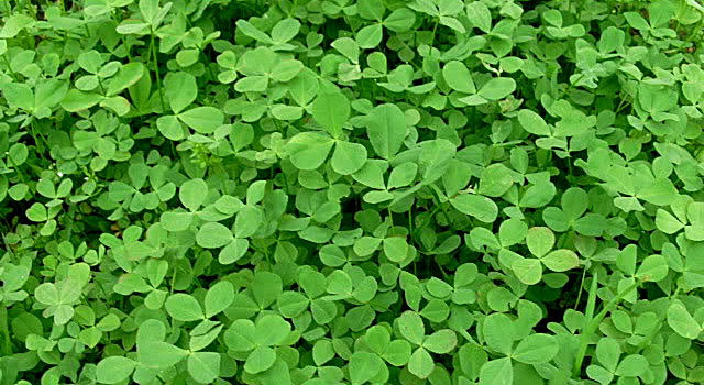 Clover Varieties – Outreach Outdoors