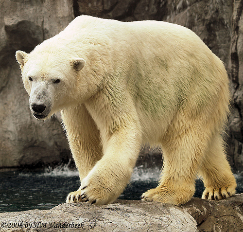 Are zoos good or bad for animals? - Infogram, charts & infographics