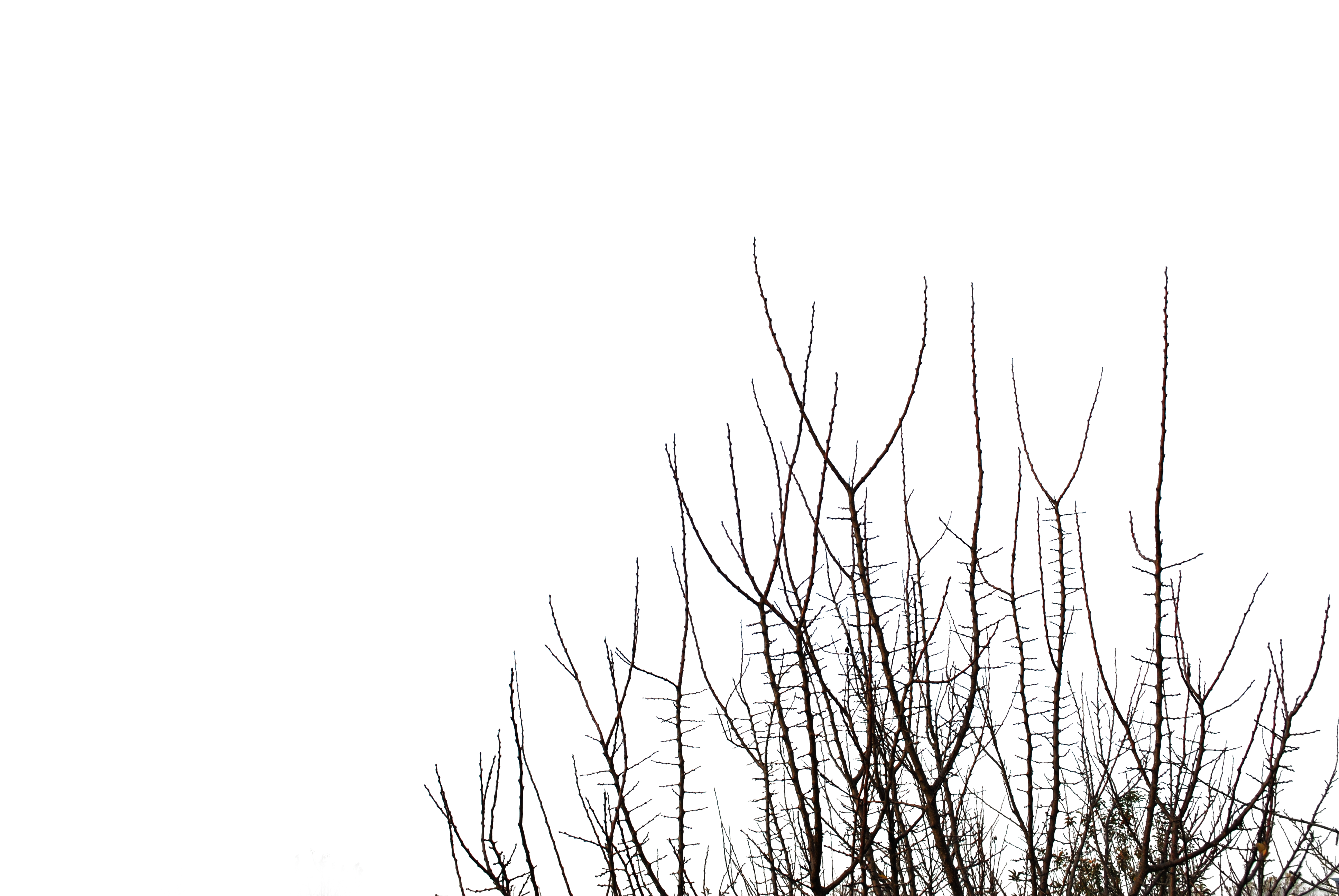 Branches 6 by CherrykaStock on DeviantArt