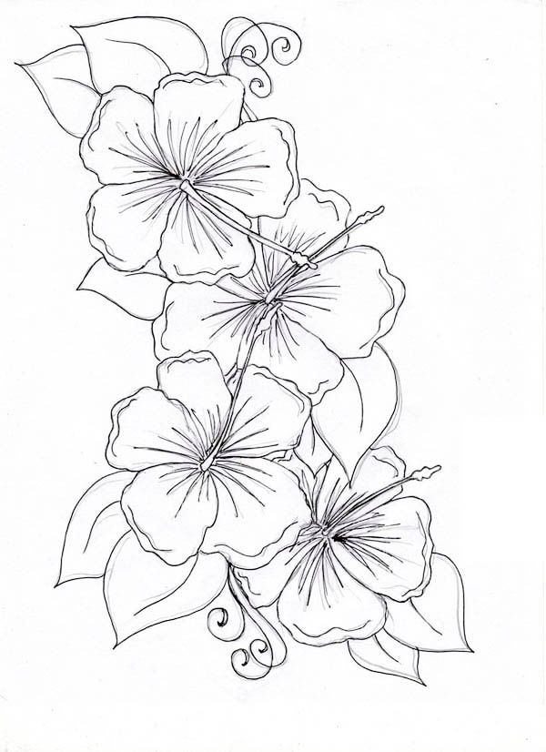 Hibiscus Flower, : Hibiscus Flower Drawing Coloring Page ...