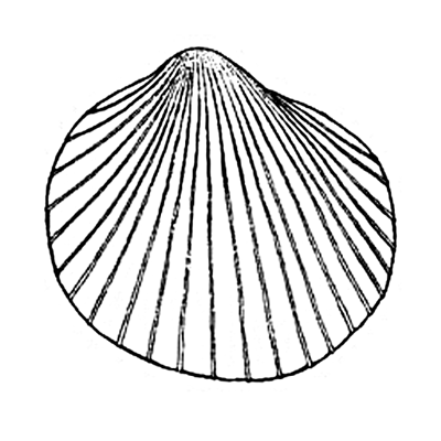 Shell Outline - Cliparts.co