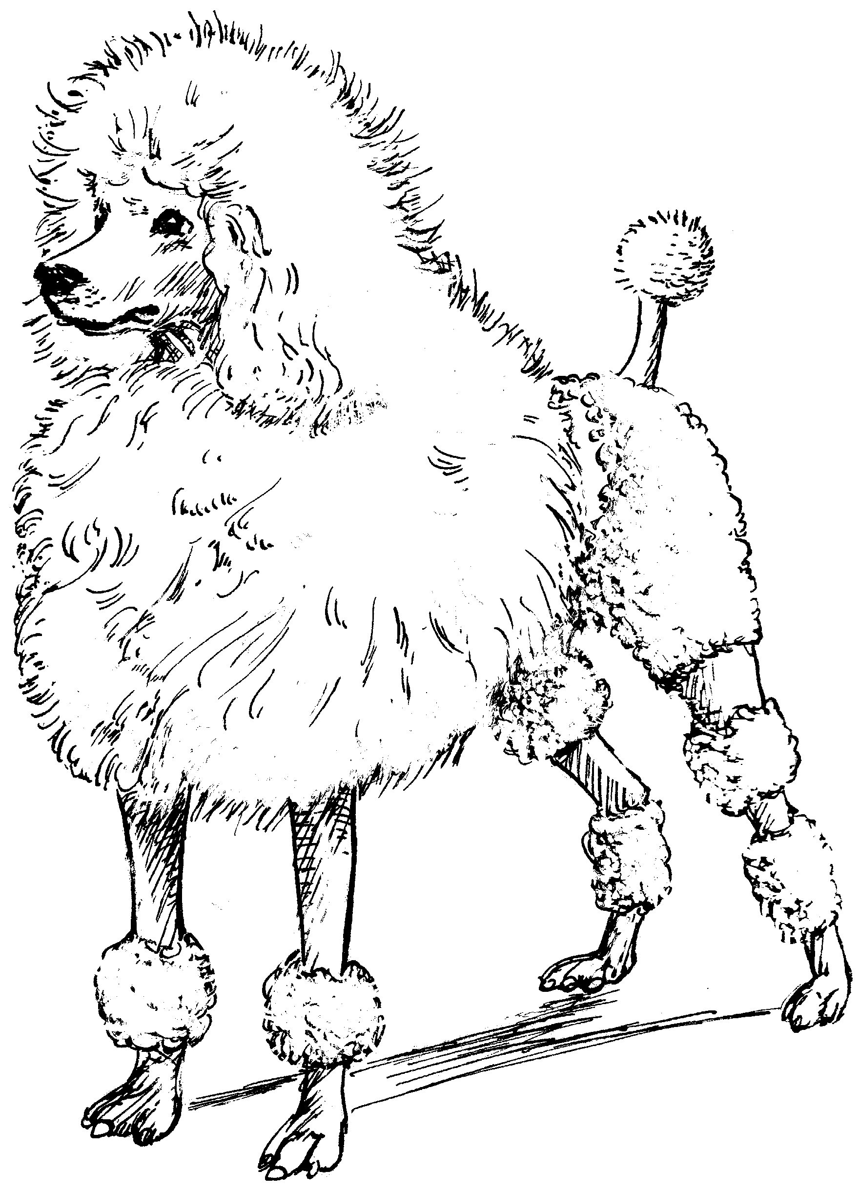 File:Poodle (PSF).png - The Work of God's Children