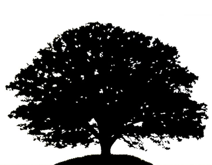 tall tree and man silhoette | tree silhouette oak tree | invite ...