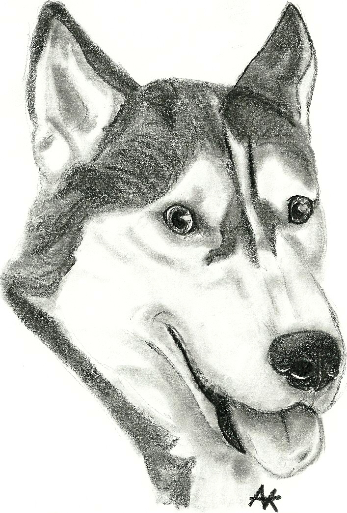 Dog Drawing - HVGJ