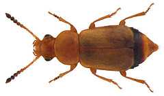 The World's Best Photos of staphylinidae - Flickr Hive Mind