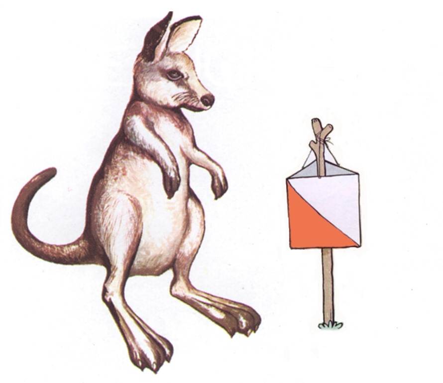 Red Kangaroos : Bayside Kangaroos