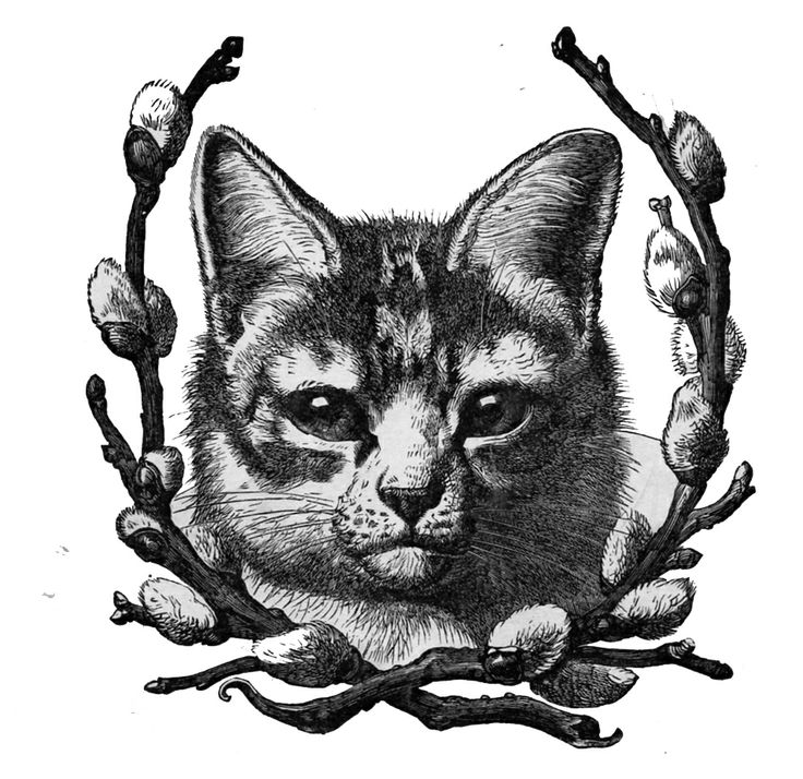 cat with pussywillow vintage clip art | GRAPHICS