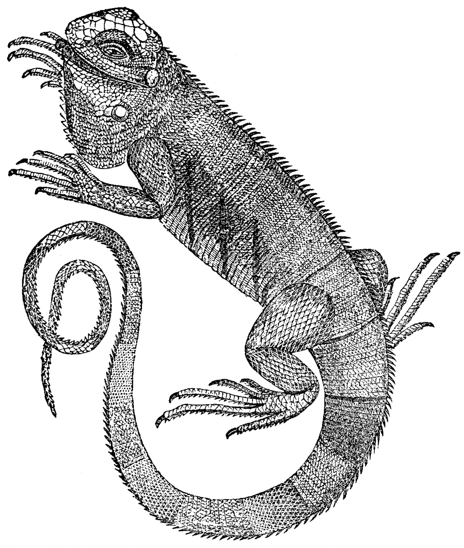 Free Iguana Clip Art - The Graphics Fairy