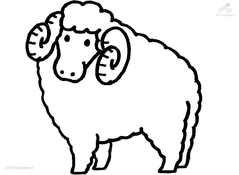 Sheep Coloring Pages