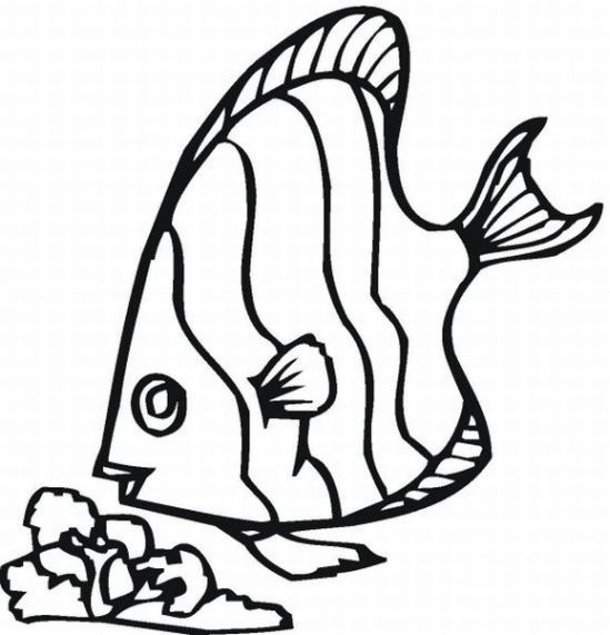 rainbow-fish-coloring-pages-158 - Free Printable Coloring Pages ...