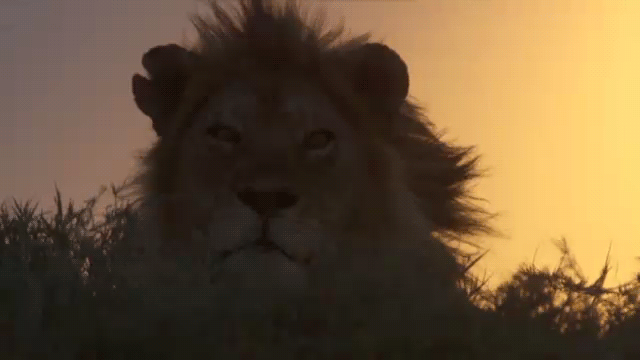 Lion GIFs on Giphy