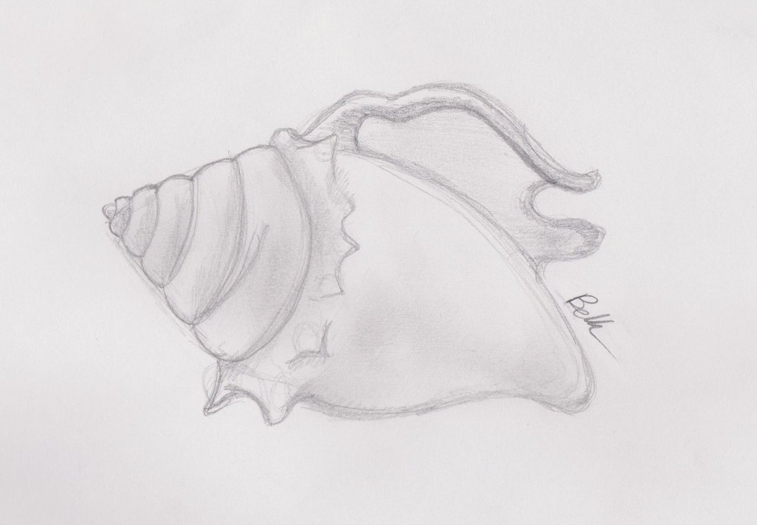 Quick Conch Shell Sketch by Blu-Bella on DeviantArt