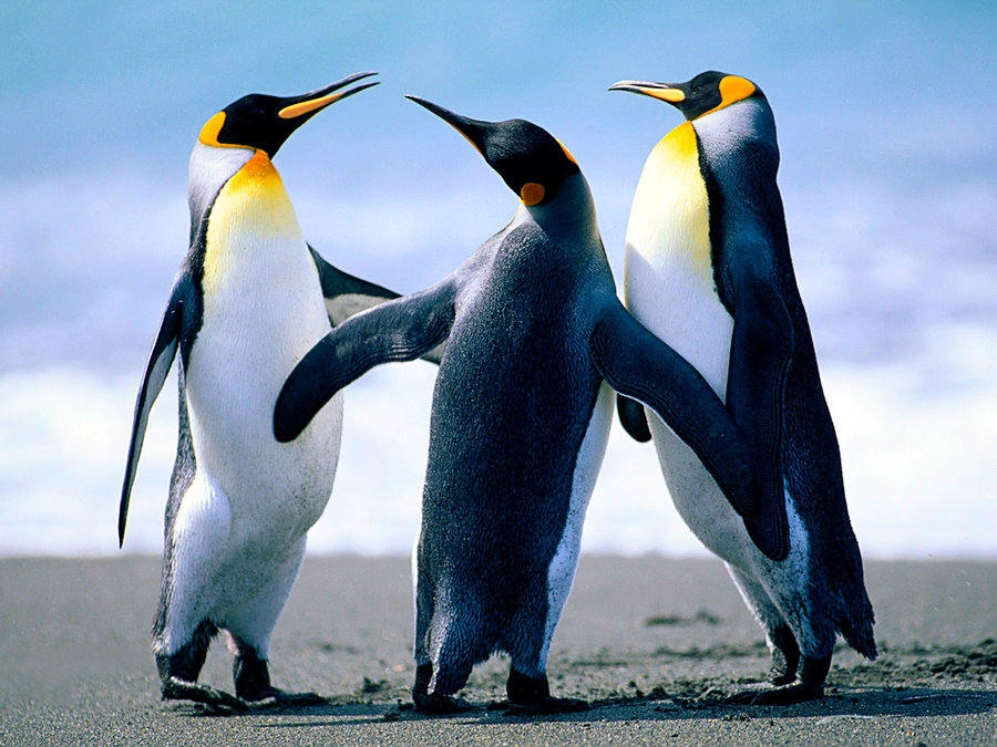 penguins_by_kyuubidemon98.jpg