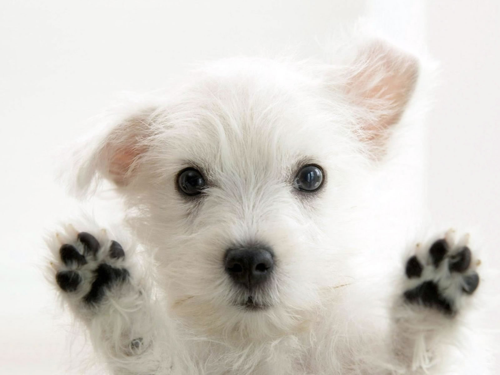 Should dogs be on the Commons?