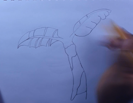 how-to-draw-a-banana-tree-plantain-tree-5 | How to Draw Faster