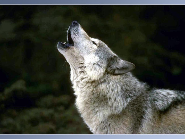 DeviantArt: More Collections Like dark wolf howling to black sky ...