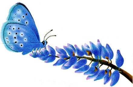 Save Our Species - Mission Blue Butterfly - Pesticides - US EPA