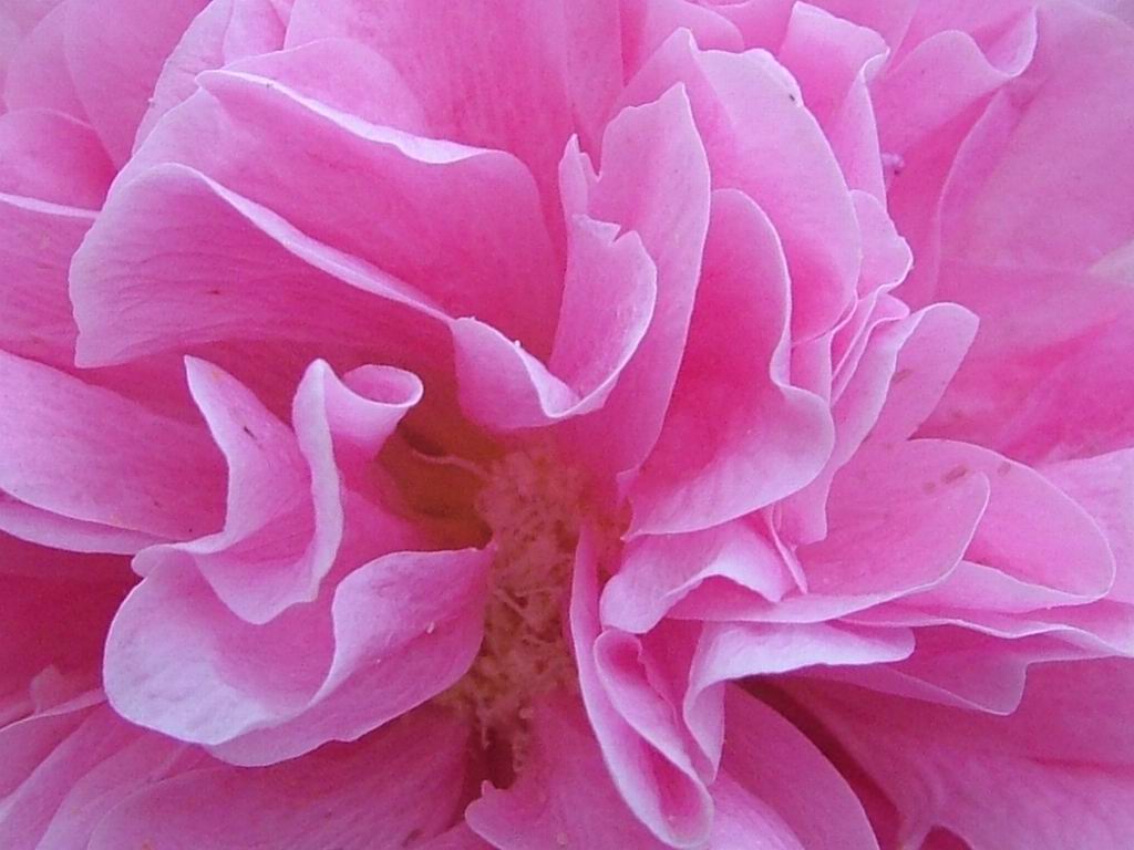 DANGEROUS CREATION — for savants. » Blog Archive » inside-the-pink ...