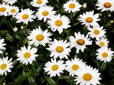 Shasta Daisy Flowers: Information On How To Grow Shasta Daisy