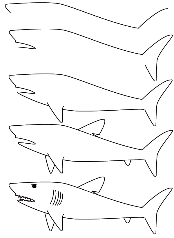 drawing-shark.jpg