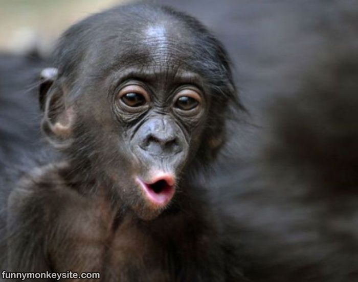 Oooooo Face - Funny Monkey Pictures
