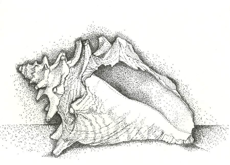 Conch Shell by CatBeast17 on DeviantArt