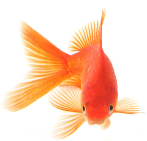 Goldfish Resumes | Just another WordPress.com weblog