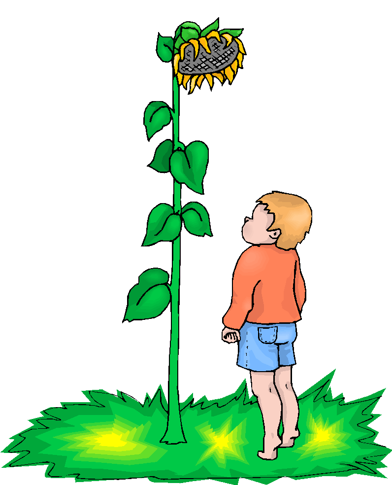 boy-look-at-sunflower-free- ...