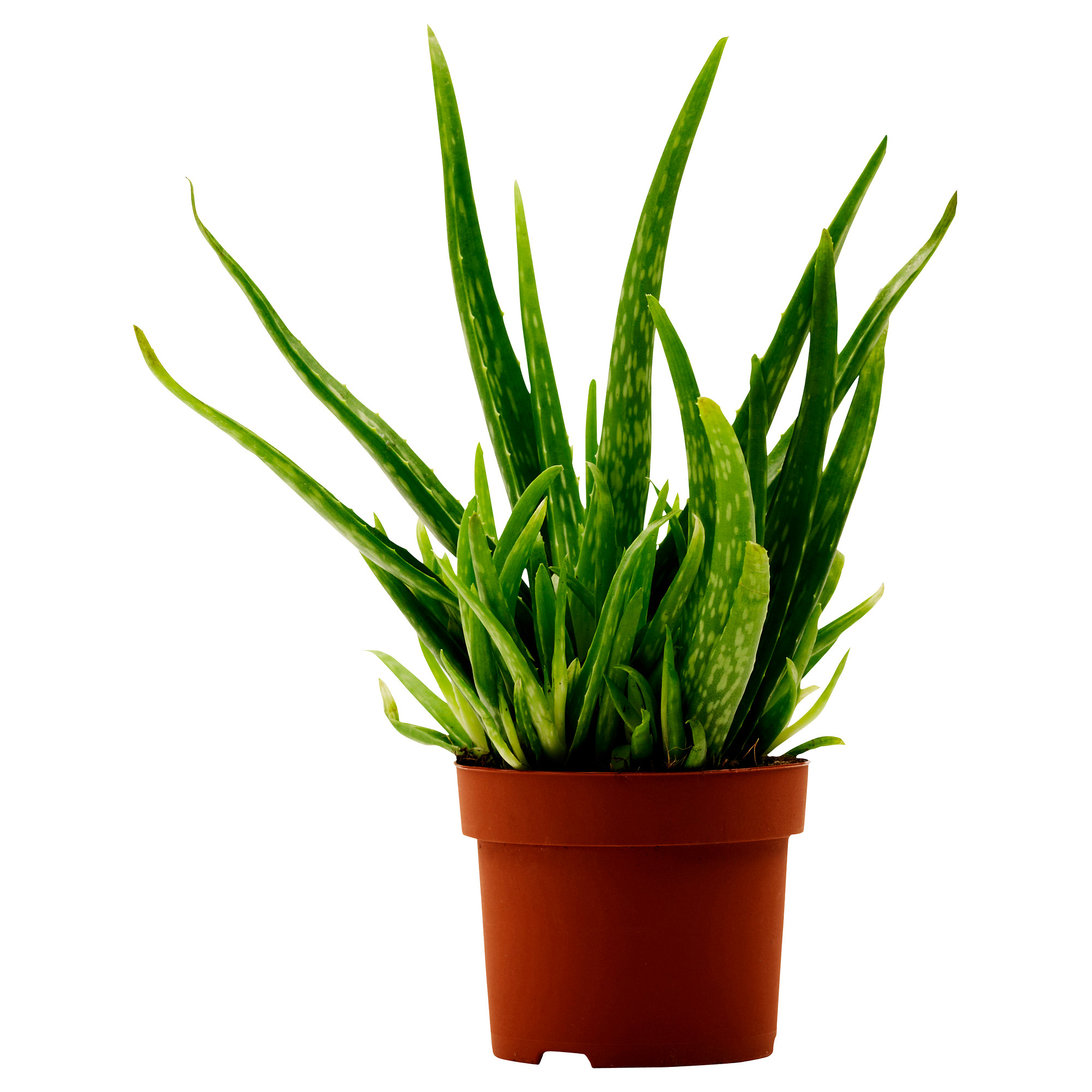 Plants, plant pots & stands - Dried flowers & potpourri - IKEA