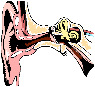 Pictures Of The Ear - ClipArt Best