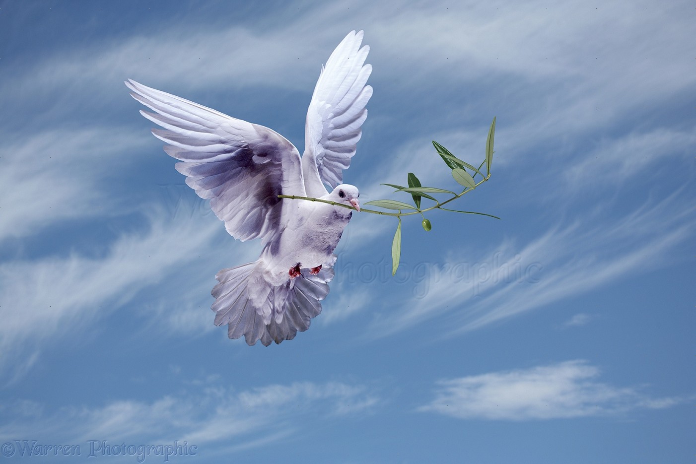 Peace dove with olive branch photo - WP21520