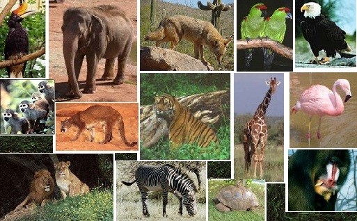 Phoenix Zoo -- One Of America's Top 5 Zoos For Children