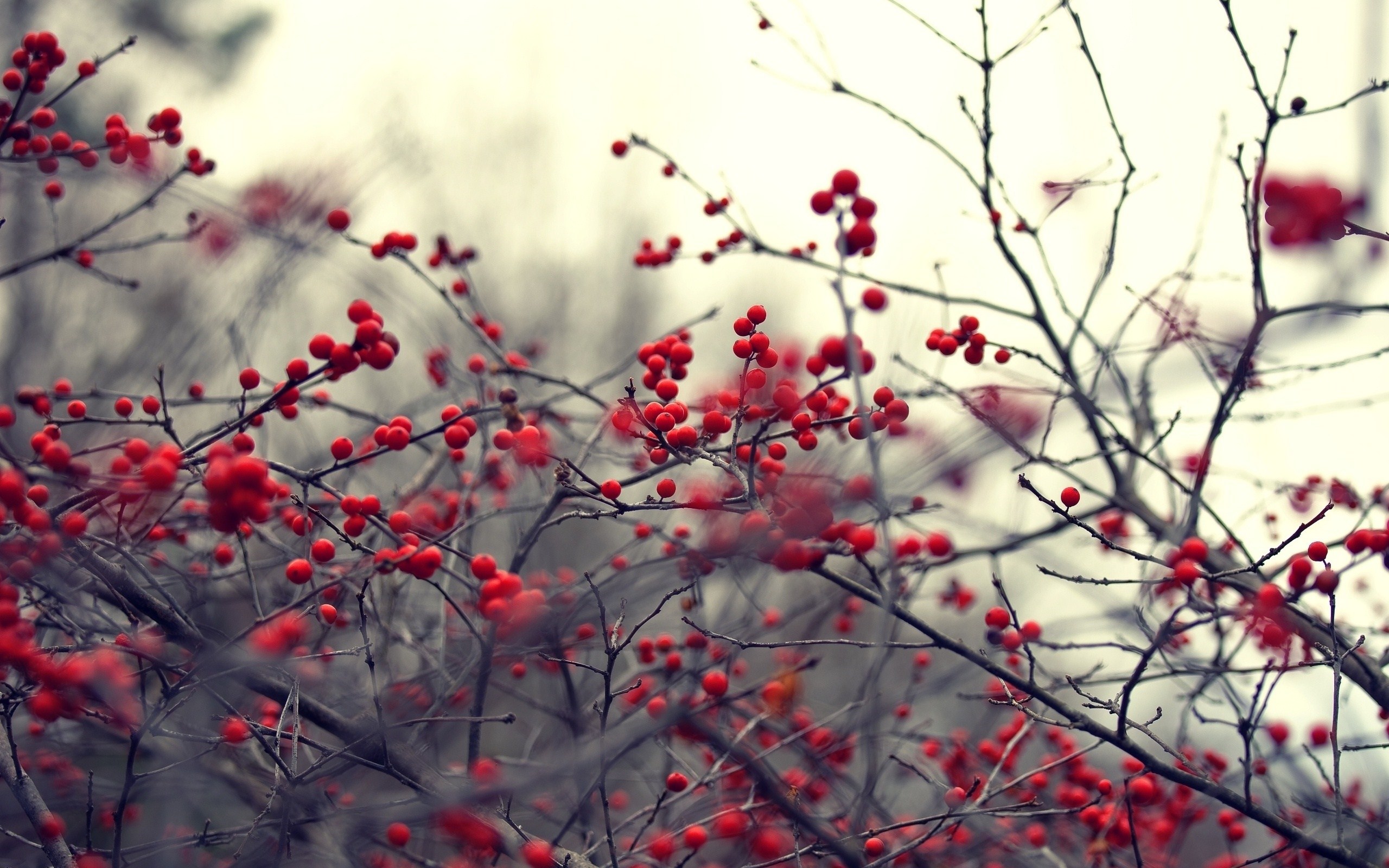 Juniper Berries Branches Nature #7038624