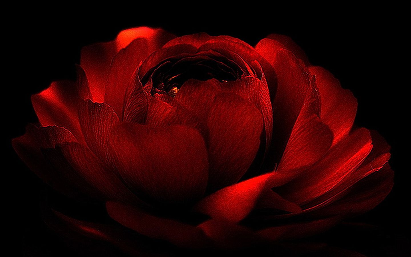 Red Love Computer Wallpapers, Desktop Backgrounds | 1440x900 | ID ...