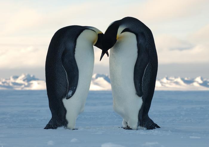 Penguins | Ice Stories: Dispatches From Polar Scientists