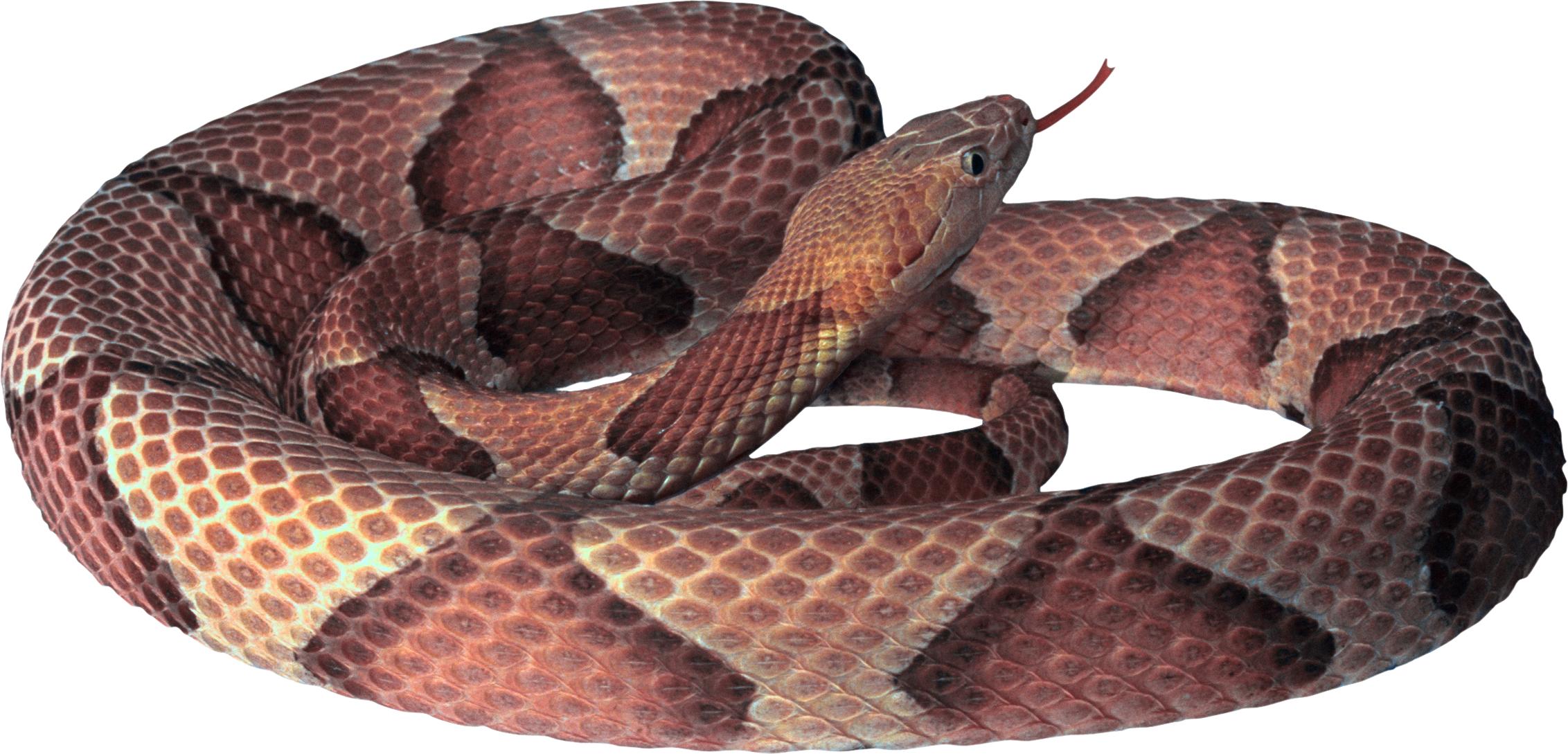Snake PNG image, free download png picture snakes