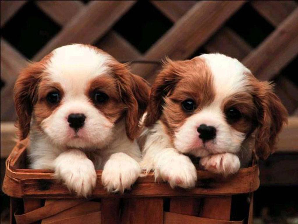 Here Are Some Puppies To Get You Through Finals | The Odyssey