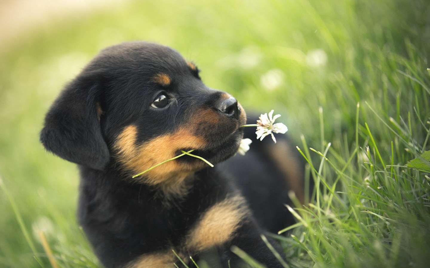 Dogs Photos - Dr. Odd