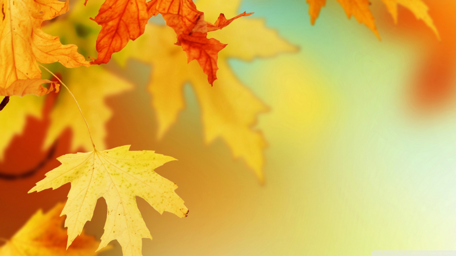 nature-wallpapers-dried-autumn ...