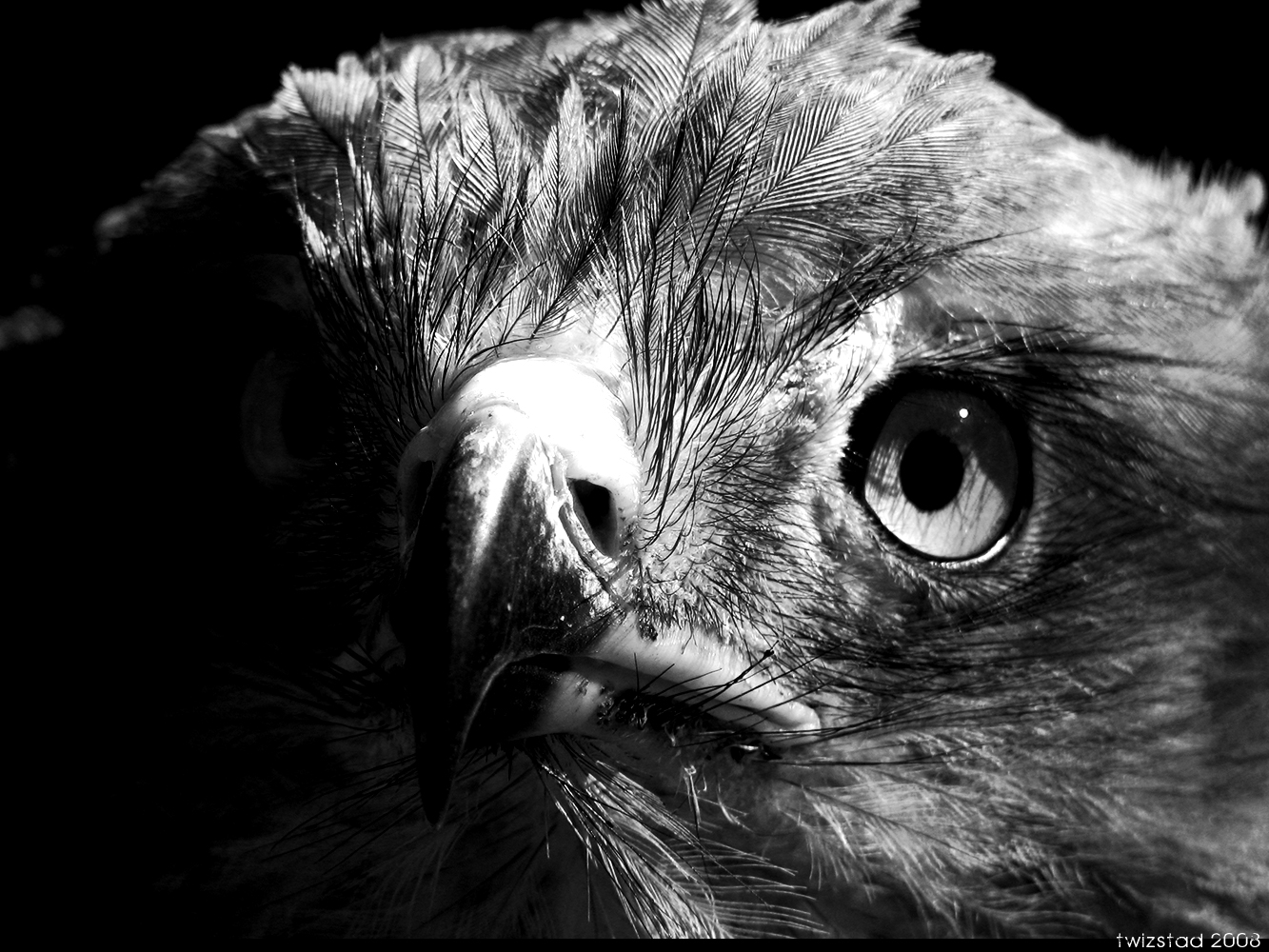Black and White Eagle stare II by twiSZtad on DeviantArt