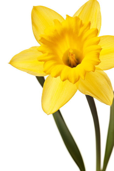 Daffodil Border Clipart